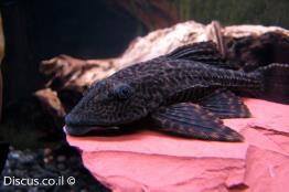 פלקוסטומוס