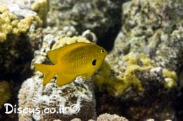 שוניתן-גפור