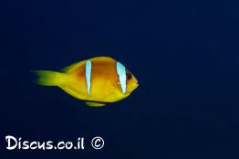 שושנון-אילתי