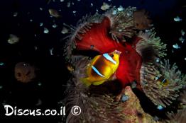 שושנון-אילתי