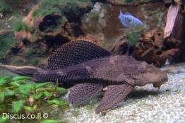 פלקוסטומוס