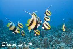 שרביטית השונית