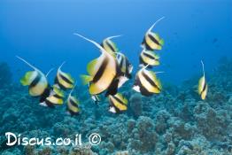 שרביטית-השונית