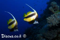 שרביטית השונית