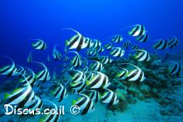 שרביטית להקנית