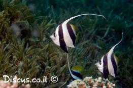שרביטית-להקנית