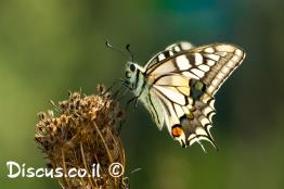 זנב-סנונית-נאה