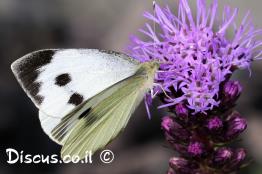 לבנין-הכרוב