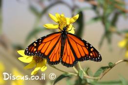 דנאית-מלכותית