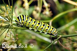 דנאית-מלכותית
