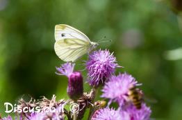לבנין-הצנון