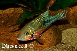 ציקליד-אליוטי