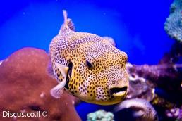 נפוחית הכוכבים