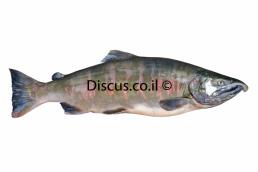 אילתית אדומה