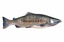 אילתית-אדומה