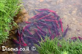 אילתית-אדומה