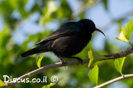 צופית-בוהקת