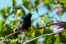 צופית-בוהקת