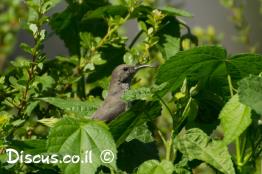 צופית-בוהקת