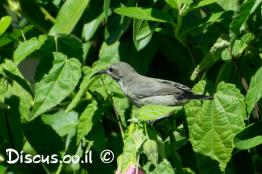 צופית-בוהקת