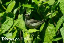 צופית-בוהקת