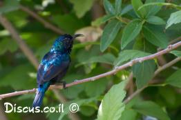 צופית-בוהקת