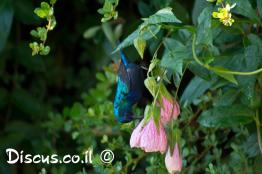 צופית-בוהקת