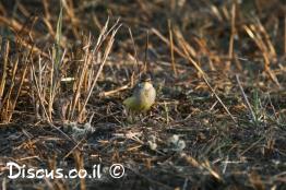נחליאלי-צהוב