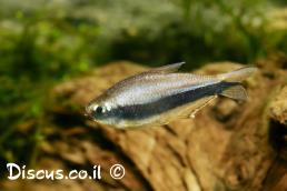 טטרה קיסרית