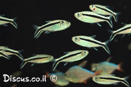 טטרה-פינגווין