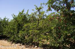 תפוח-תרבותי