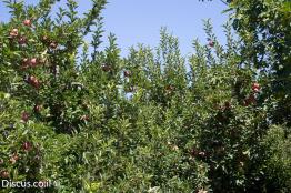 תפוח-תרבותי