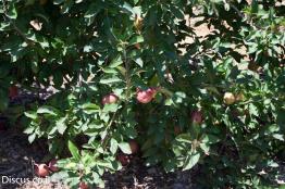 תפוח-תרבותי