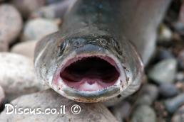 טרוטה מונגולית