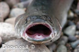 טרוטה-מונגולית