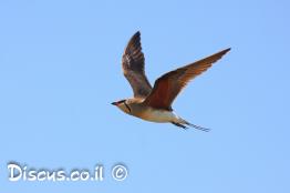 שדמית-אדומת-כנף