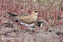שדמית-אדומת-כנף