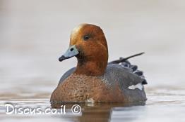 ברווז-צהוב-מצח