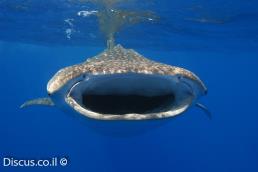 כריש לוויתן