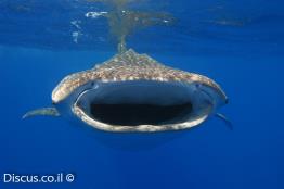 כריש-לוויתן