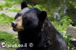 דוב-שחור-אמריקני