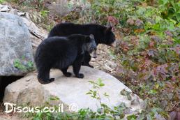 דוב שחור אמריקני