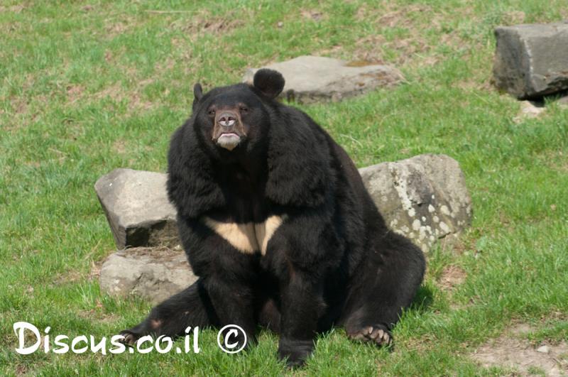 דוב שחור אסייתי