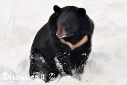 דוב שחור אסייתי