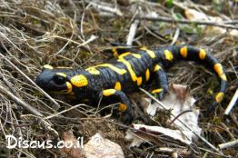 סלמנדרה-מצויה