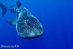 כריש לוויתן