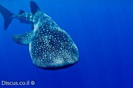 כריש-לוויתן