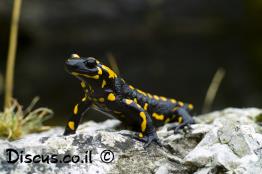 סלמנדרה-מצויה