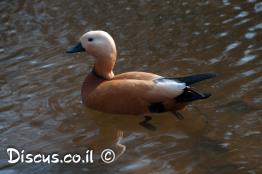קזרקה-חלודית