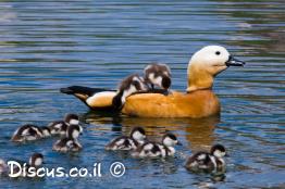 קזרקה-חלודית